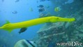 foto de buceo