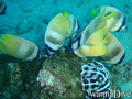 foto de buceo