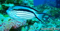 foto de buceo