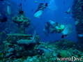 foto de buceo