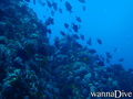 foto de buceo