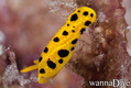 foto de buceo