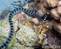 foto de buceo