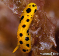 foto de buceo
