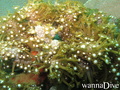 foto de buceo