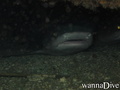 foto de buceo