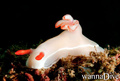 foto de buceo