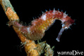 foto de buceo