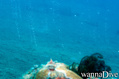 foto de buceo