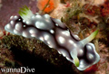 foto de buceo