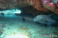 foto de buceo