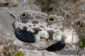 foto de buceo