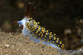 foto de buceo