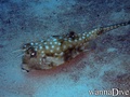 foto de buceo