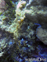 foto de buceo