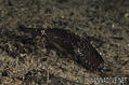 foto de buceo
