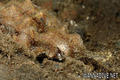 foto de buceo