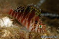 foto de buceo