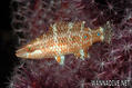 foto de buceo