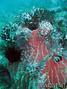 foto de buceo