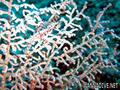 foto de buceo