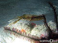 foto de buceo