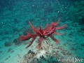 foto de buceo