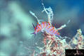 foto de buceo