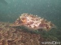 foto de buceo