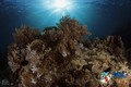 foto de buceo