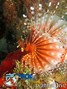 foto de buceo