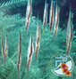 foto de buceo