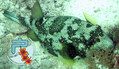 foto de buceo