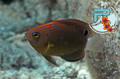 foto de buceo