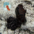 foto de buceo