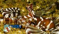 foto de buceo