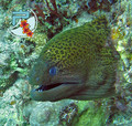 foto de buceo