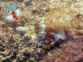 foto de buceo