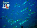 foto de buceo