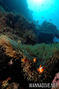 foto de buceo