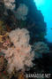 foto de buceo