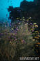 foto de buceo