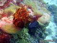 foto de buceo