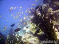 foto de buceo