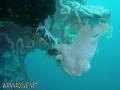 foto de buceo