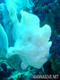 foto de buceo