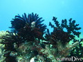 foto de buceo