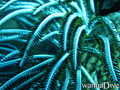 foto de buceo