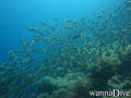 foto de buceo