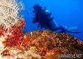 foto de buceo